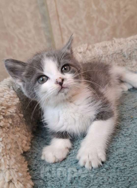 Кошки в Москве: Бело-голубой котенок в добрые руки  Мальчик, Бесплатно - фото 3