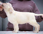 Собаки в Краснодаре: Лабрадоры от чемпионов Мальчик, 45 000 руб. - фото 1