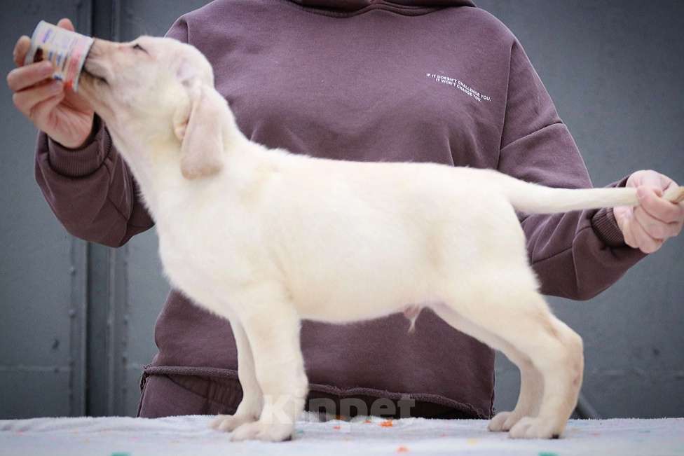 Собаки в Краснодаре: Лабрадоры от чемпионов Мальчик, 45 000 руб. - фото 1