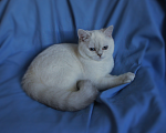 Кошки в Санкт-Петербурге: Голубоглазый британский котенок. Мальчик, 25 000 руб. - фото 3
