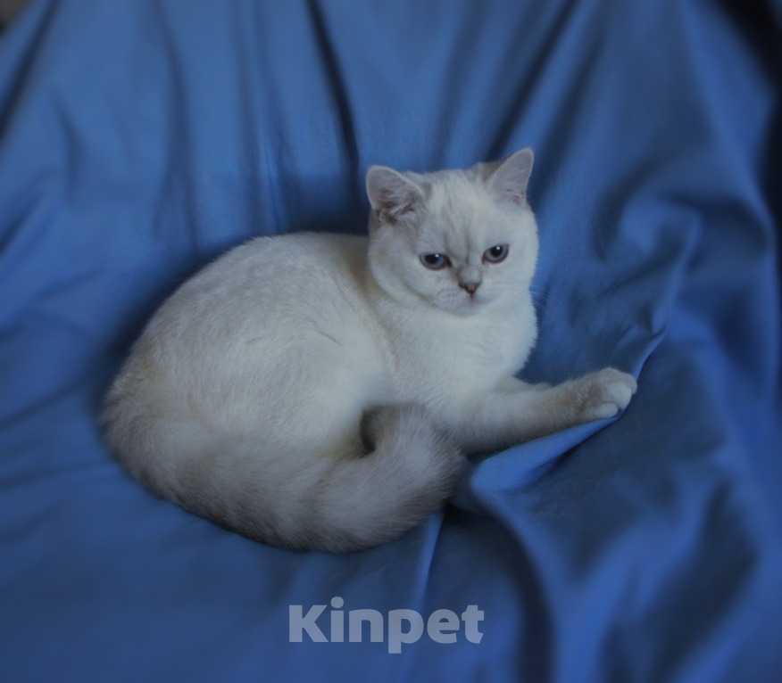 Кошки в Санкт-Петербурге: Голубоглазый британский котенок. Мальчик, 25 000 руб. - фото 3