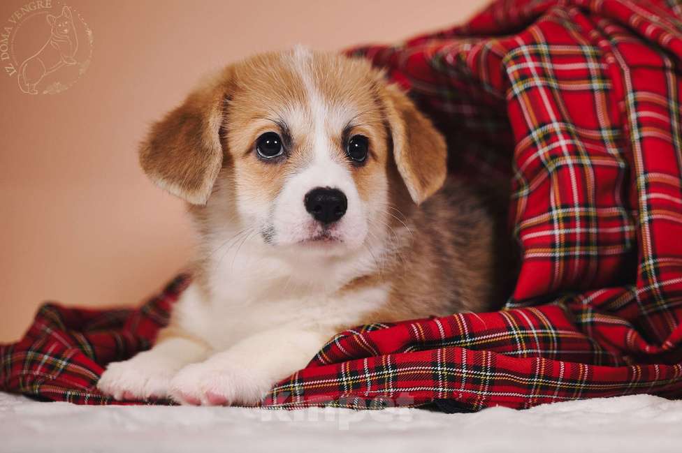 Собаки в Москве: Вельш корги пемброк единственная в своем роде по происхождению . Девочка, Бесплатно - фото 9