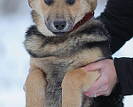 Собаки в Москве: Нежная улыбака грустит в приюте Девочка, Бесплатно - фото 3
