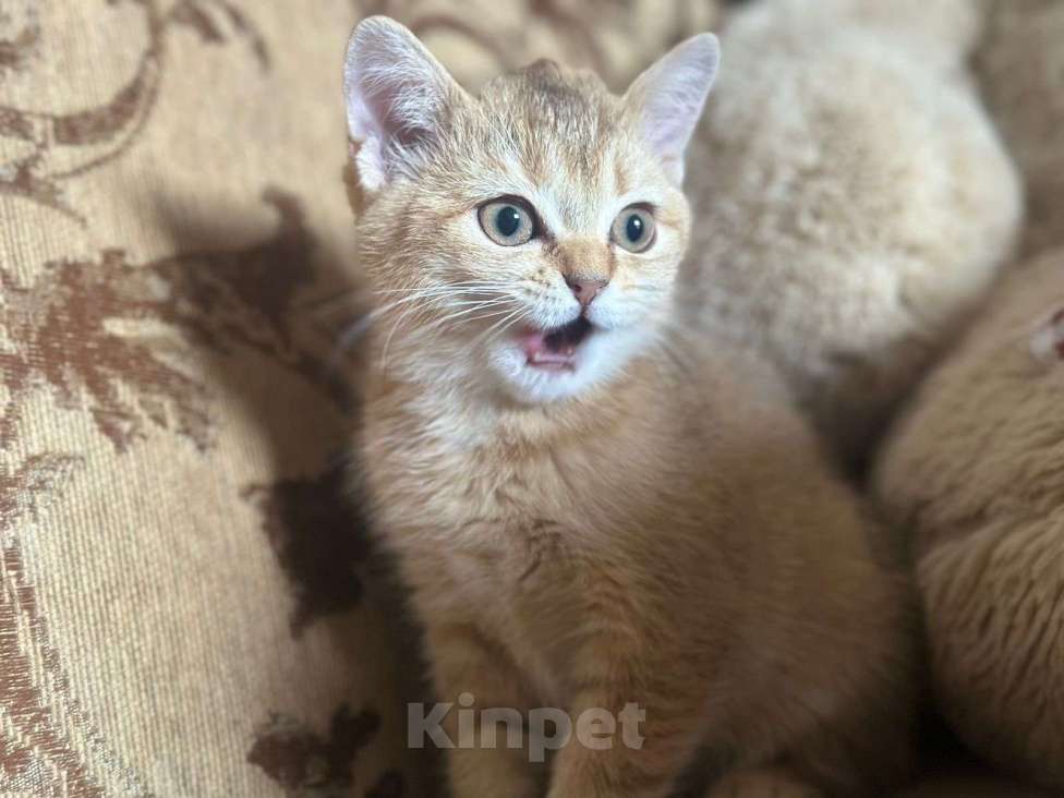 Кошки в Ростове-на-Дону: Продам кошечку)) в добрые руки!!! Породистая.  Девочка, 8 000 руб. - фото 1