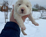 Собаки в Ликино-Дулево: Щенки алабая Мальчик, 15 000 руб. - фото 4
