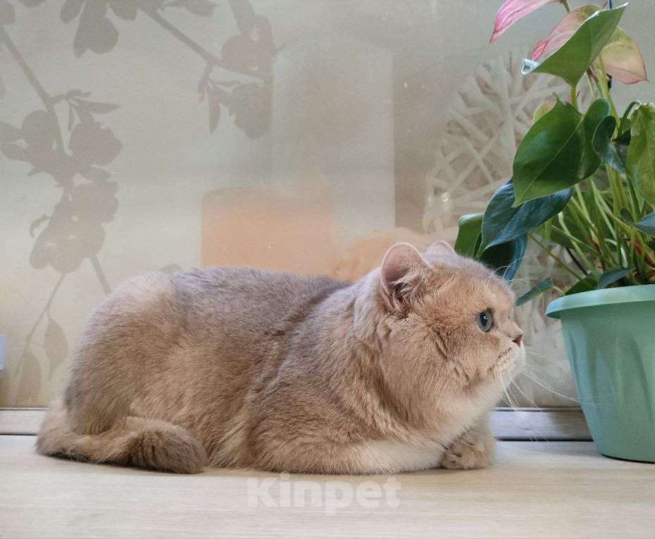 Кошки в Воронеже: Лиловый кот Мальчик, 15 000 руб. - фото 2