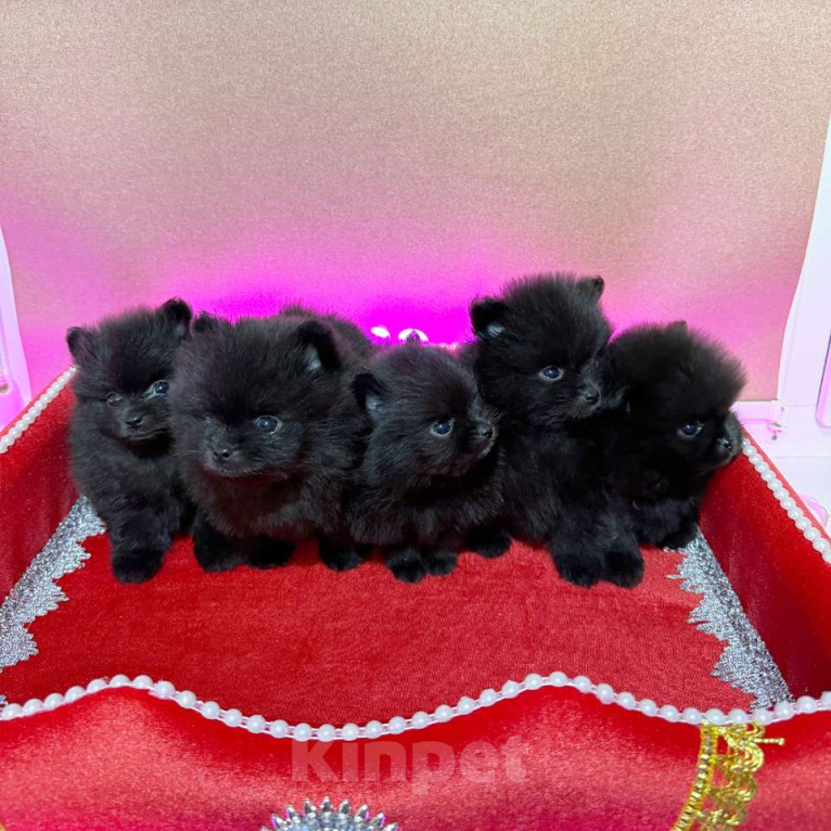 Собаки в Москве: Щенки померанский шпиц, кобель, черный Мальчик, 100 000 руб. - фото 9