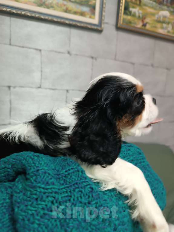 Собаки в Екатеринбурге: Продаю щенка  Мальчик, 100 000 руб. - фото 5