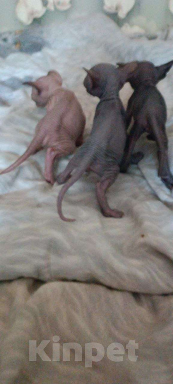 Кошки в Донецке: Котята Канадского сфинкса  Мальчик, 15 000 руб. - фото 4