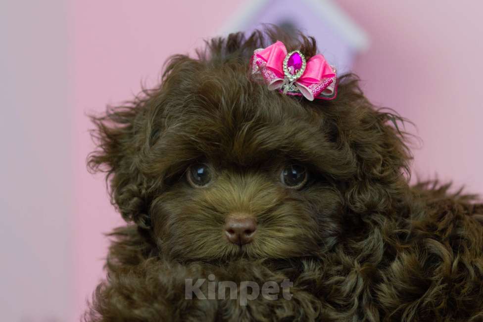 Собаки в Москве: Шоколадная девочка мальтипу Девочка, 200 000 руб. - фото 3