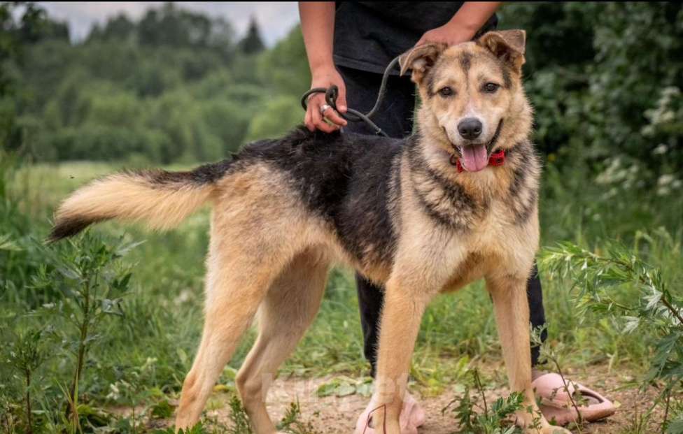 Собаки в других городах Владимирской области: Собака компаньон в самые лучшие добрые ручки! Девочка, Бесплатно - фото 2
