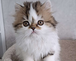 Кошки в Ярославле: Шотландская длинношерстная девочка Девочка, 35 000 руб. - фото 6