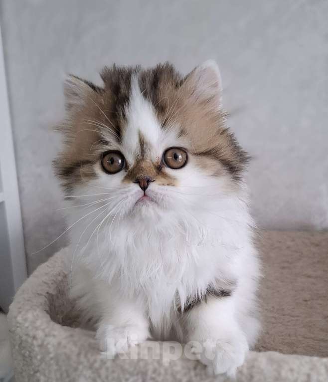 Кошки в Ярославле: Шотландская длинношерстная девочка Девочка, 35 000 руб. - фото 6