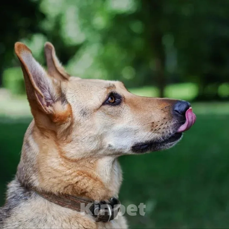 Собаки в других городах Московской области: Дина. Вся такая ладненькая девочка-мечта. Девочка, Бесплатно - фото 3