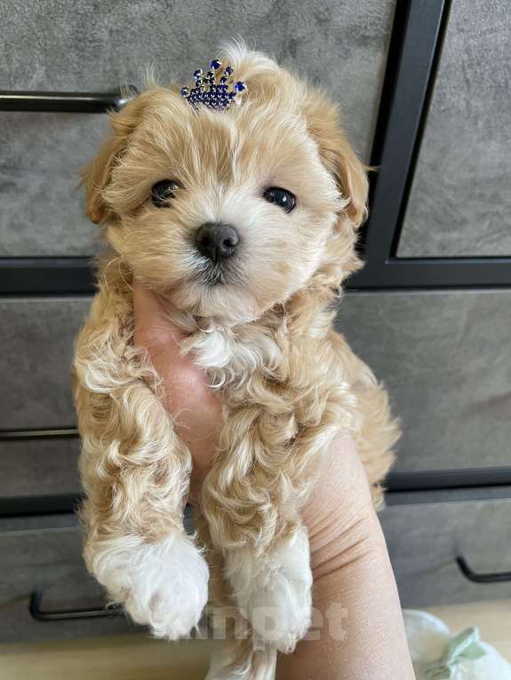 Собаки в Москве: Мальтипу micro Мия Девочка, 150 руб. - фото 7