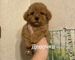 Собаки в Москве: Мини девочка мальтипу Девочка, 55 000 руб. - фото 1