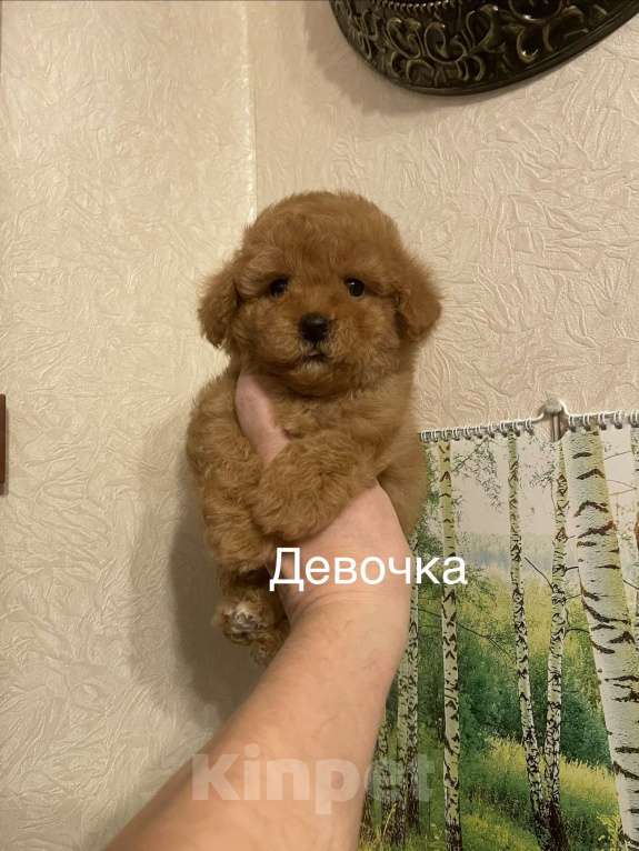 Собаки в Москве: Мини девочка мальтипу Девочка, 55 000 руб. - фото 1