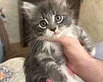 Кошки в Москве: Сибирский котёнок мальчик  Мальчик, Бесплатно - фото 3