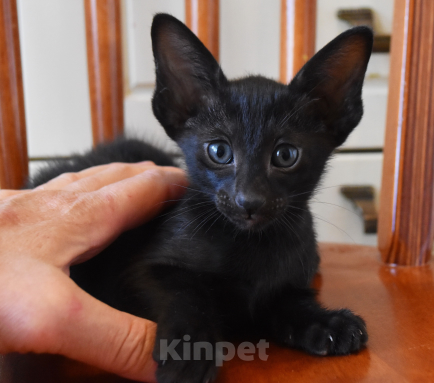 Кошки в Москве: ориентальные котята -самые лучшие ребята Разнополые, 35 000 руб. - фото 7