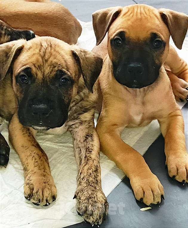 Собаки в Москве: Щенки Алано (Окрас тигровый, соболиный и песочный) Мальчик, 30 000 руб. - фото 7