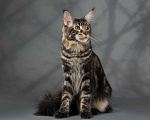 Кошки в Новосибирске: Титулованный кот мейн-кун на вязку, 15 000 руб. - фото 6