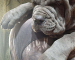 Собаки в Химках: Неаполиташки, 80 000 руб. - фото 2