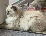 Кошки в Самаре: Персидская блю пойнт, 8 000 руб. - фото 3