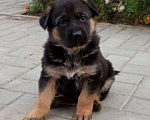 Собаки в Рязани: Продаются щенки немецкой овчарки Девочка, 12 000 руб. - фото 3