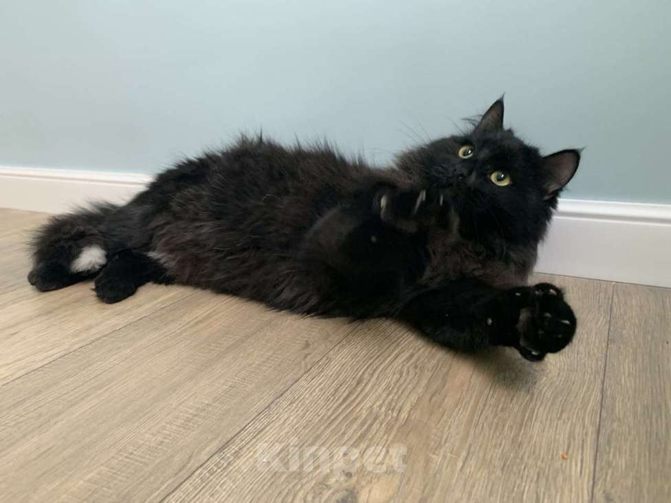 Кошки в Москве: Пушистый кот в добрые руки Мальчик, Бесплатно - фото 2