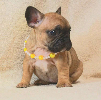Французский бульдог,девочка