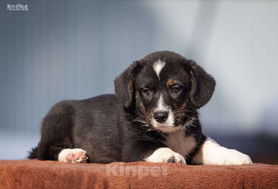 Собаки в Москве: Мальчик корги Мальчик, Бесплатно - фото 7