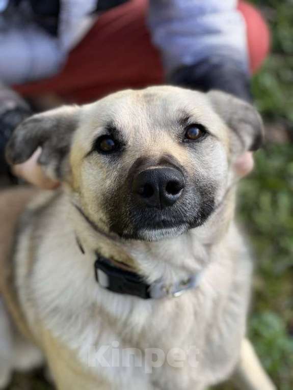 Собаки в Москве: Молодой небольшой чудесный пёсик Люмос в добрые руки Мальчик, 1 руб. - фото 3