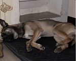 Собаки в Лосином-Петровском: Метис с малинуа Симбочка Мальчик, Бесплатно - фото 2