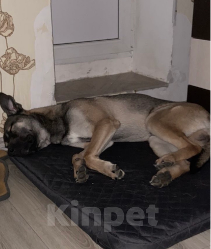 Собаки в Лосином-Петровском: Метис с малинуа Симбочка Мальчик, Бесплатно - фото 2