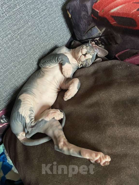 Кошки в Новосибирске: Канадский сфинкс котенок Девочка, Бесплатно - фото 3