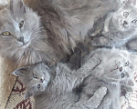 Кошки в Оренбурге: Котята "мышеловки Мурки" Девочка, Бесплатно - фото 1