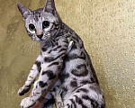 Кошки в Москве: Бенгальская кошка  Девочка, 35 000 руб. - фото 6