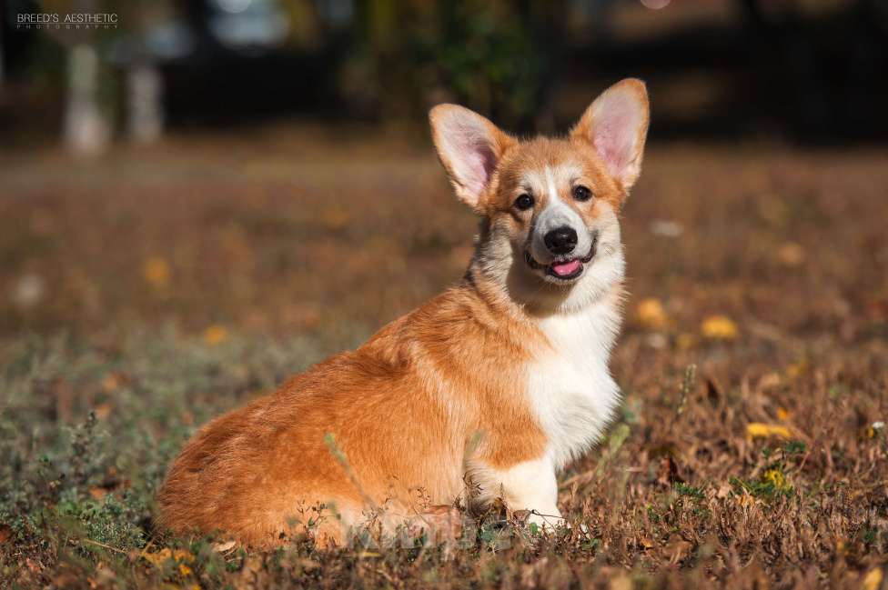 Собаки в Нововоронеже: Щенки вельш-корги пемброк с документами РКФ 5 мес. Мальчик, Бесплатно - фото 8