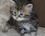 Кошки в Медвежьегорске: LUKA ANGELUR*RU Мальчик, 50 000 руб. - фото 2