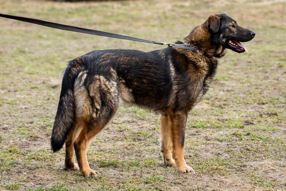 Собаки в Москве: Юна. Собака с потрясающим характером Девочка, Бесплатно - фото 9