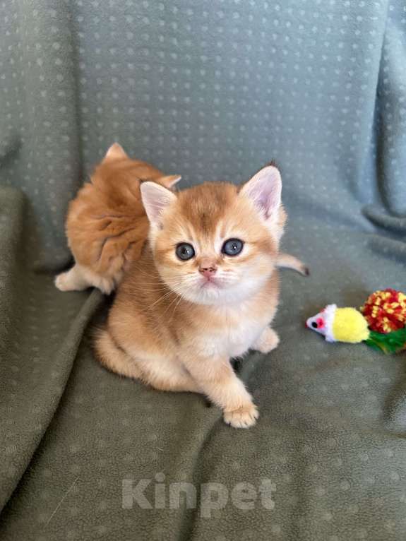 Кошки в Москве: Кошечка золотая шиншилла Девочка, 25 000 руб. - фото 7