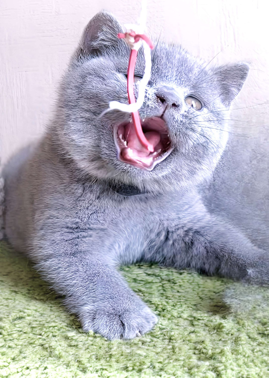 Кошки в Москве: Британский к/ш элитные котята  Девочка, Бесплатно - фото 5