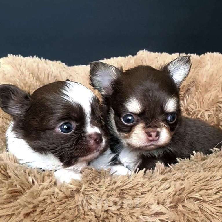 Собаки в Зеленограде: Чихуахуа мальчики Мальчик, 30 000 руб. - фото 2