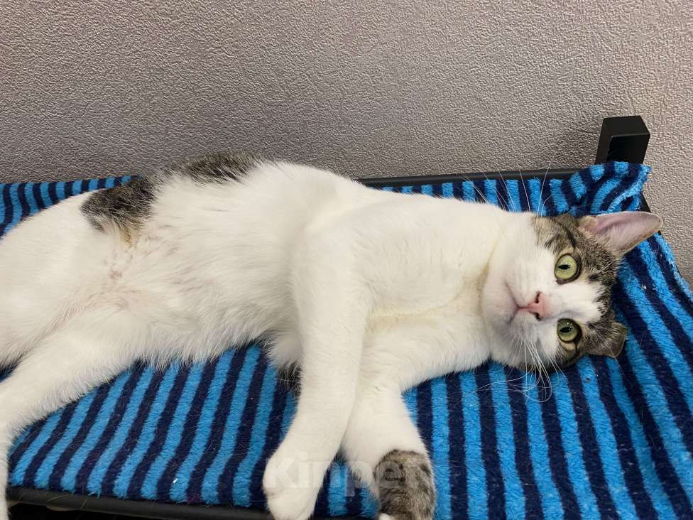 Кошки в Реутове: Взрослый кот в добрые руки Мальчик, Бесплатно - фото 7