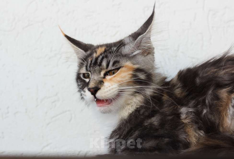 Кошки в Екатеринбурге: мейн-кун полидакт  Девочка, 30 000 руб. - фото 3