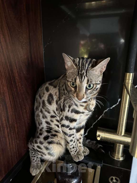 Кошки в Красногорске: Пропал кот Мальчик, Бесплатно - фото 3