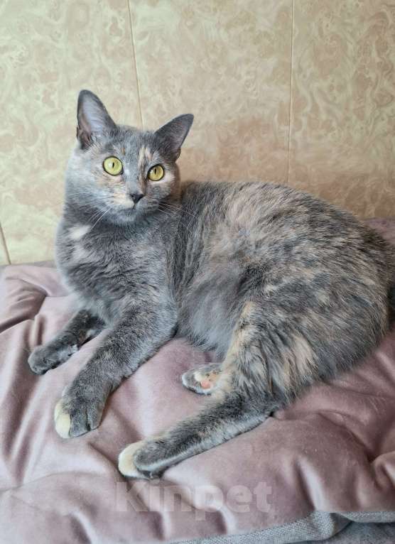 Кошки в Москве: Севара едет на выставку-пристройство WOOF в Москву  Девочка, Бесплатно - фото 8