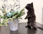 Кошки в Краснодаре: Продаю котенка Девочка, 45 000 руб. - фото 4