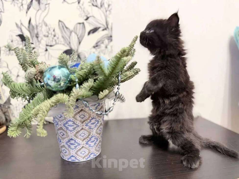 Кошки в Краснодаре: Продаю котенка Девочка, 45 000 руб. - фото 4