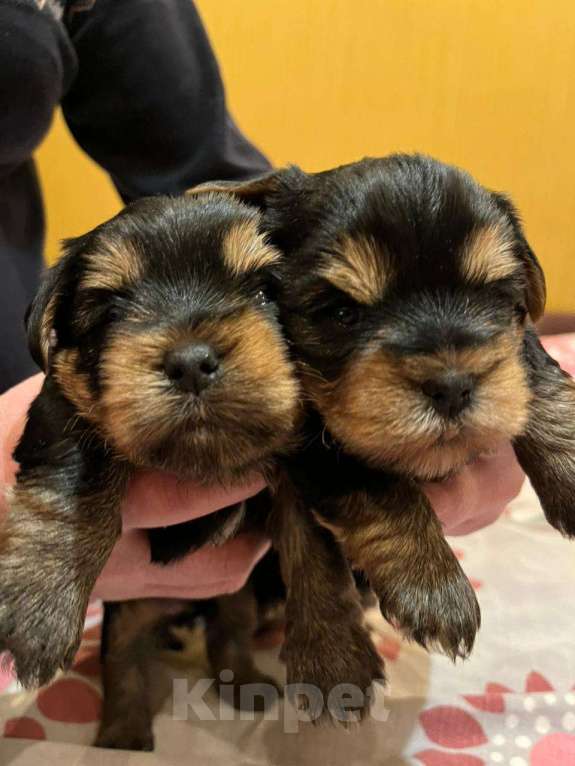 Собаки в Подольске: Продаются щенки йоркширского терьера Мальчик, 15 000 руб. - фото 1